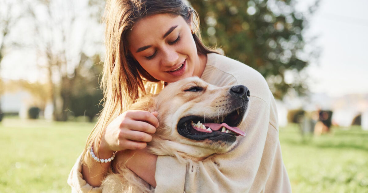 Passo a passo para ensinar o comando “sentar” ao cachorro