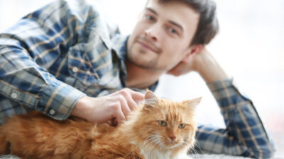por que o gato faz xixi fora da caixa - Por que Seu Gato Faz Xixi Fora da Caixa? Descubra as Razões Ocultas!