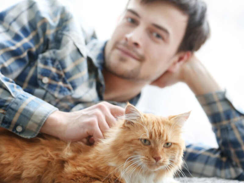 por que o gato faz xixi fora da caixa - Por que Seu Gato Faz Xixi Fora da Caixa? Descubra as Razões Ocultas!