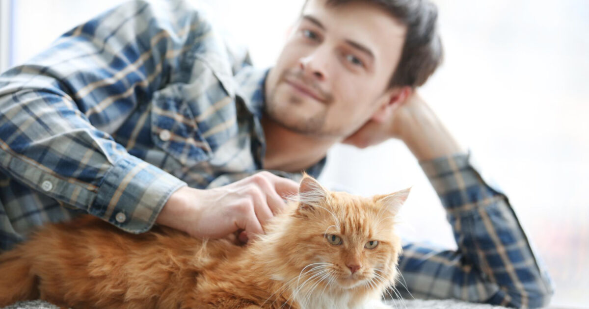 Por que os gatos fazem xixi fora da caixa? Por que os gatos fazem xixi fora da caixa?