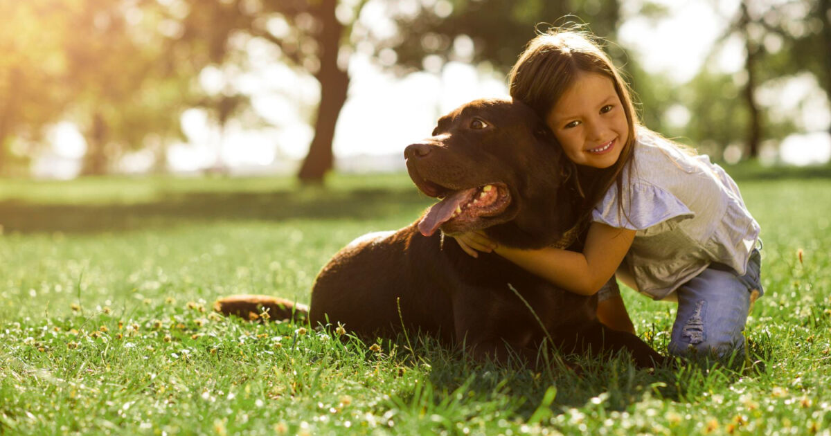 Receitas caseiras: opções seguras e econômicas para alimentar seu cão Receitas caseiras: opções seguras e econômicas para alimentar seu cão