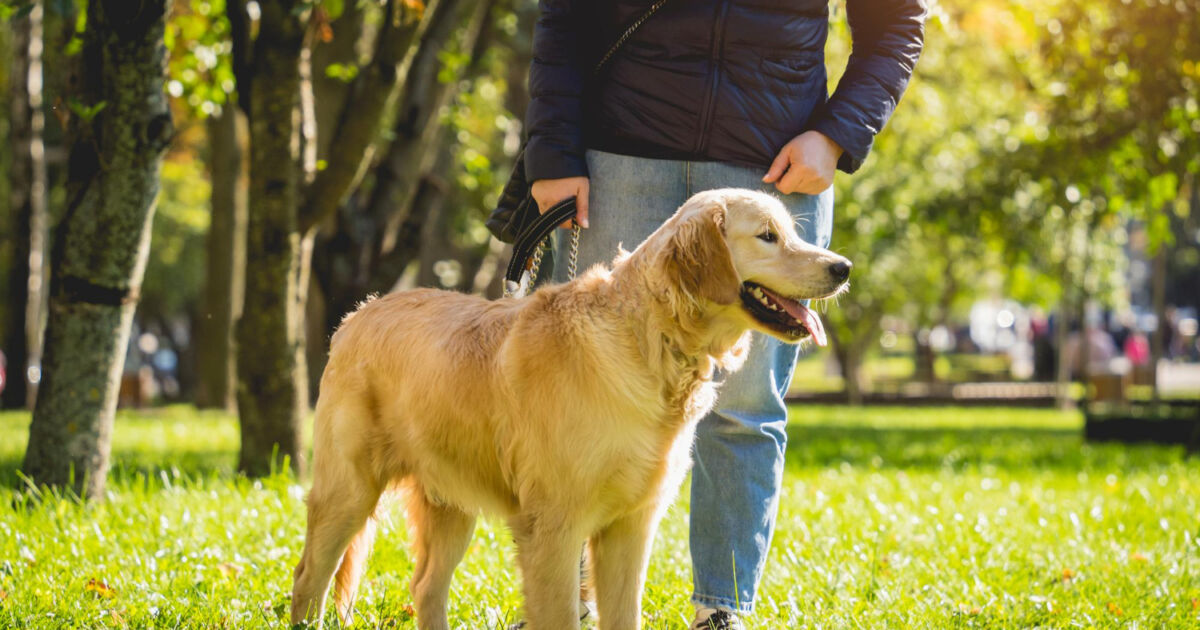 Saúde abdominal dos cães: informação e atenção salvam vidas